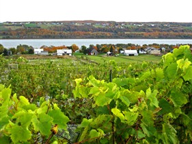 Vignoble Domaine L'Ange-Gardien